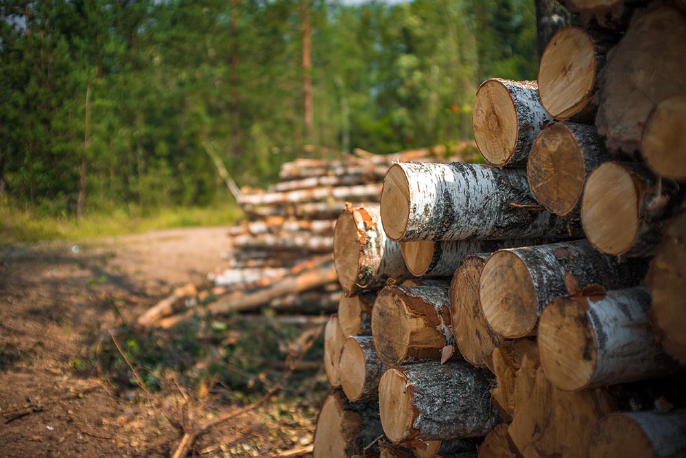 Achat forestier : quelle rentabilité d'investissement ?