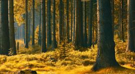 forêt ensoléillée pour illustrer l investissement forestier