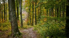 Photo d'une forêt pour illustrer l'investissement forestier