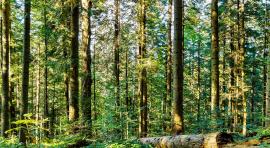 Photo d'une forêt pour illustrer le placement forestier