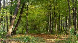 Photo d'une forêt pour illustrer un investissement forestier
