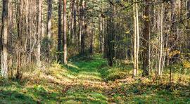 Photo d'un forêt pour illustrer l investissement dans une parcelle forestiere