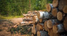 Photo d'arbres coupés dans une forêt