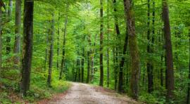 Photo d'une forêt où investir