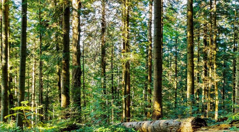 Photo d'une forêt pour illustrer le placement forestier