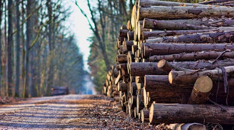 Rondins de bois dans une forêt 