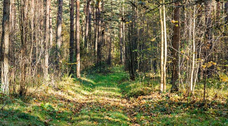 Photo d'un forêt pour illustrer l investissement dans une parcelle forestiere