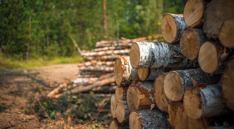 Photo d'arbres coupés dans une forêt