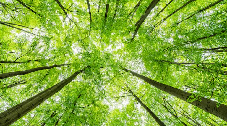 Photo d'une forêt pour illustrer l'investissement forestier