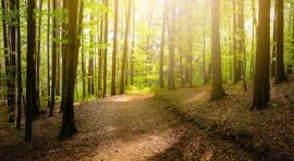 Photo d'une forêt illustrant l investissement forestier