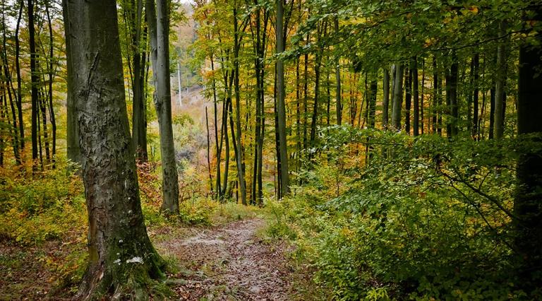 Photo d'une forêt pour illustrer l'investissement forestier