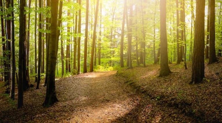 Photo d'une forêt illustrant l investissement forestier
